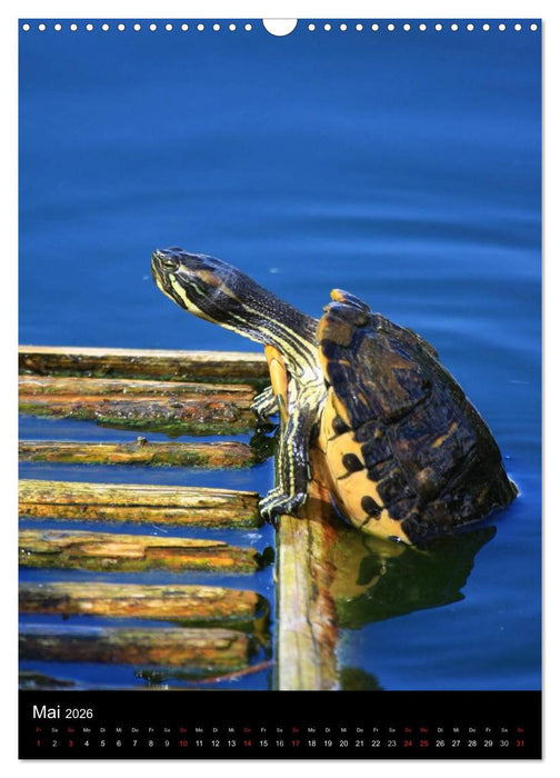 Wildlife 2026 (CALVENDO Wandkalender 2026)