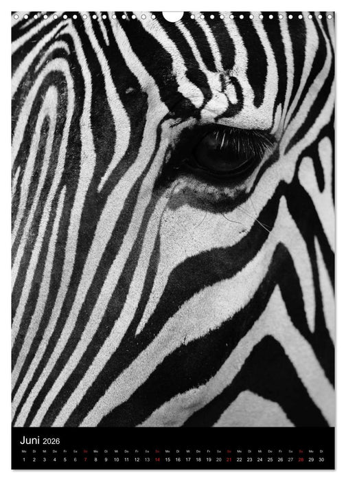 Wildlife 2026 (CALVENDO Wandkalender 2026)