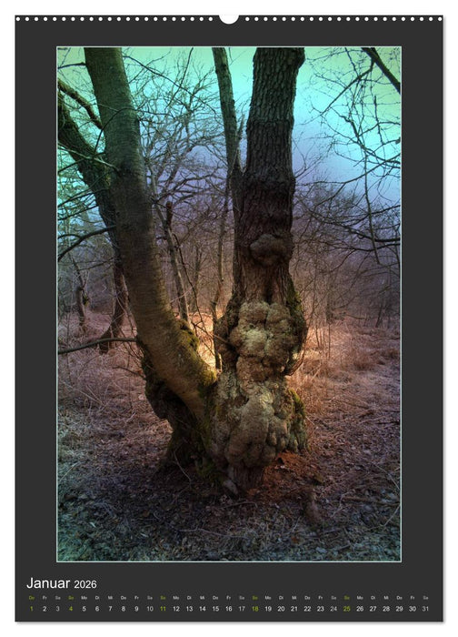 Das Seelenlicht der Bäume (CALVENDO Premium Wandkalender 2026)