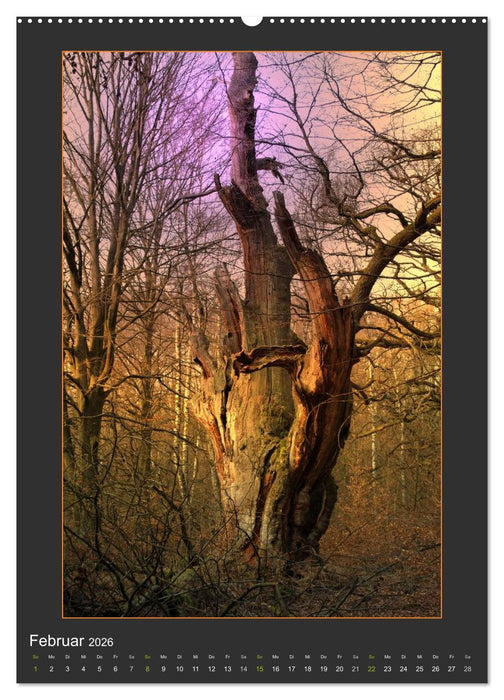 Das Seelenlicht der Bäume (CALVENDO Premium Wandkalender 2026)