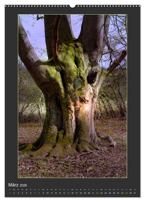 Das Seelenlicht der Bäume (CALVENDO Premium Wandkalender 2026)