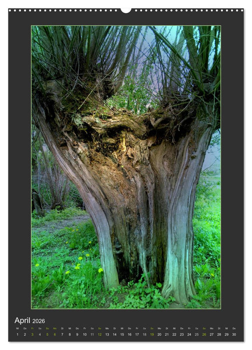 Das Seelenlicht der Bäume (CALVENDO Premium Wandkalender 2026)