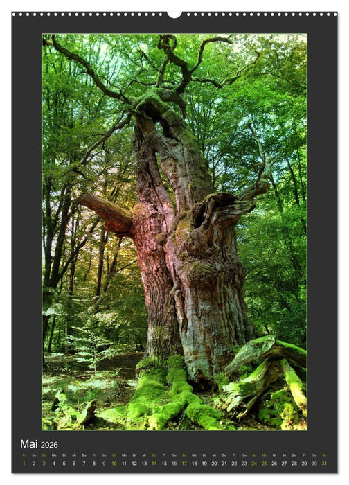 Das Seelenlicht der Bäume (CALVENDO Premium Wandkalender 2026)