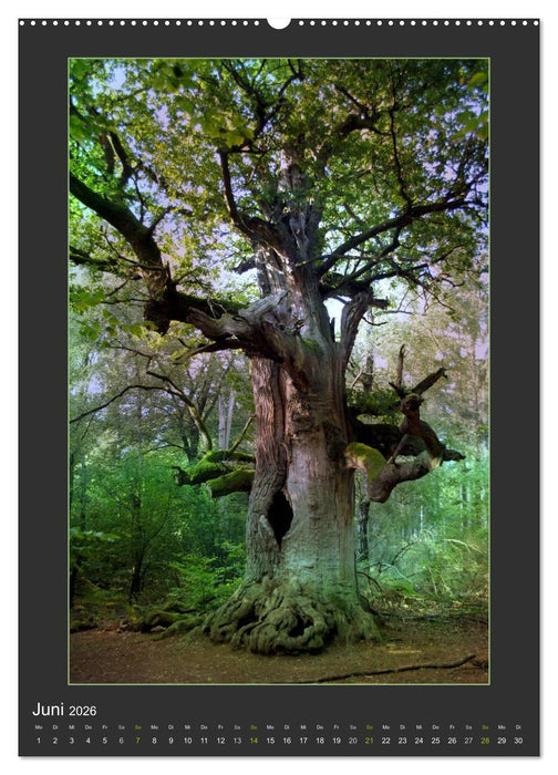 Das Seelenlicht der Bäume (CALVENDO Premium Wandkalender 2026)