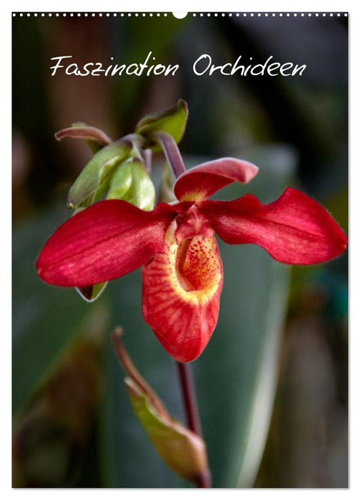 Faszination Orchideen (CALVENDO Wandkalender 2026)