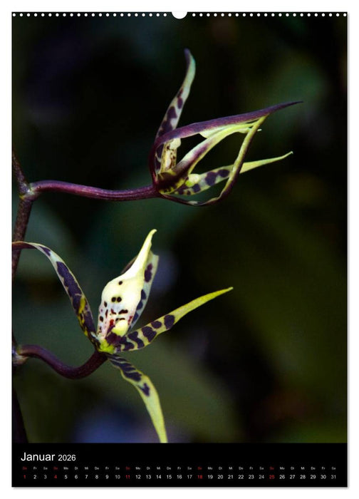 Faszination Orchideen (CALVENDO Wandkalender 2026)