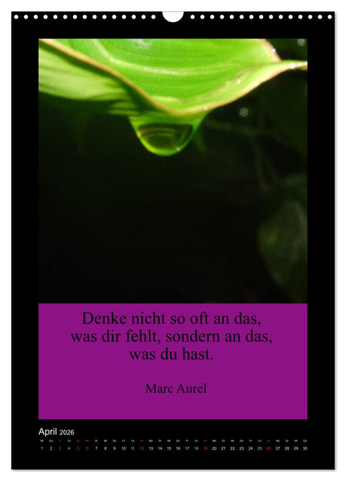 Lebensweisheiten mit Blumigen Grüßen (CALVENDO Wandkalender 2026)