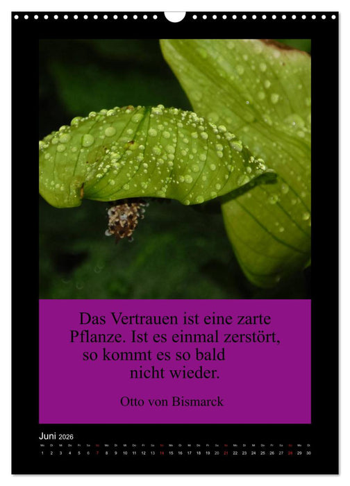 Lebensweisheiten mit Blumigen Grüßen (CALVENDO Wandkalender 2026)