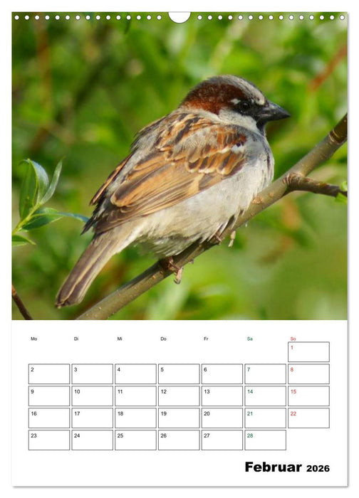 Heimische Singvögel (CALVENDO Wandkalender 2026)