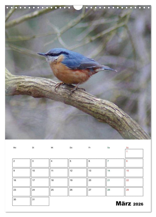 Heimische Singvögel (CALVENDO Wandkalender 2026)