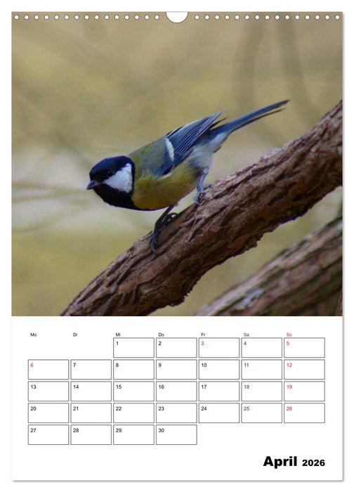 Heimische Singvögel (CALVENDO Wandkalender 2026)