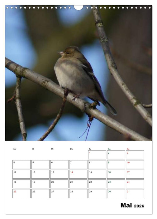 Heimische Singvögel (CALVENDO Wandkalender 2026)