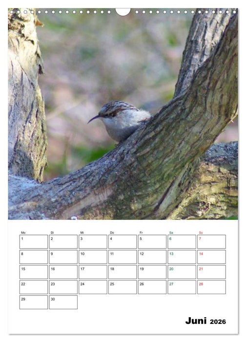 Heimische Singvögel (CALVENDO Wandkalender 2026)