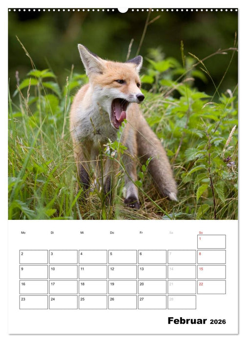 Rotfuchs - Impressionen (CALVENDO Premium Wandkalender 2026)