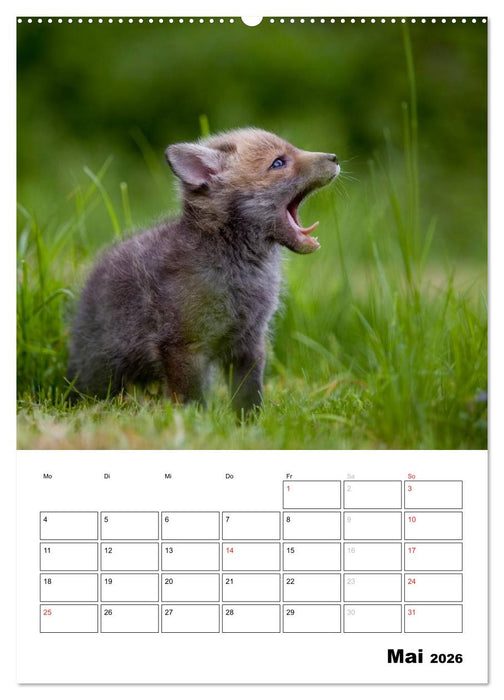 Rotfuchs - Impressionen (CALVENDO Premium Wandkalender 2026)