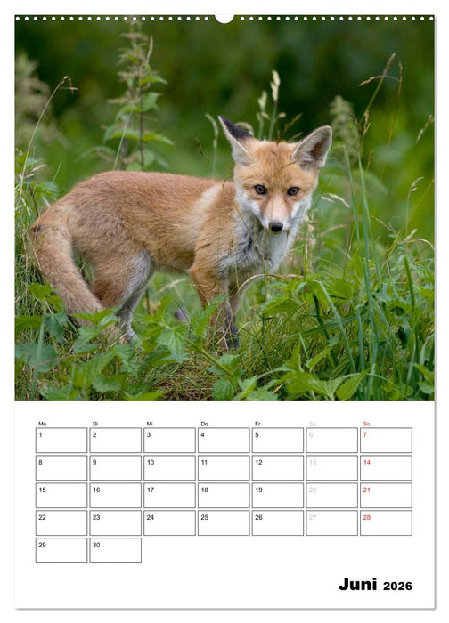 Rotfuchs - Impressionen (CALVENDO Premium Wandkalender 2026)