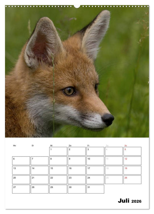 Rotfuchs - Impressionen (CALVENDO Premium Wandkalender 2026)