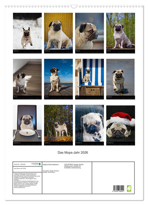 Das Mops-Jahr 2026 (CALVENDO Wandkalender 2026)