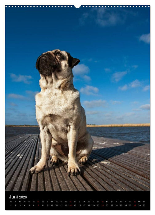 Das Mops-Jahr 2026 (CALVENDO Wandkalender 2026)