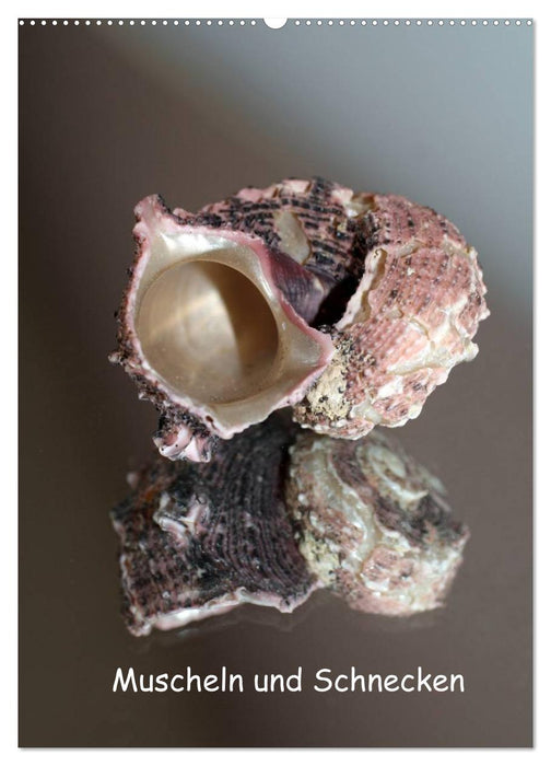Muscheln und Schnecken (CALVENDO Wandkalender 2026)