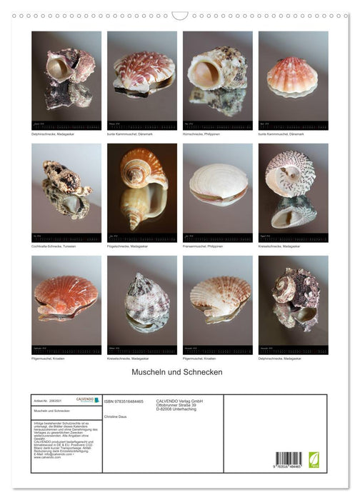 Muscheln und Schnecken (CALVENDO Wandkalender 2026)