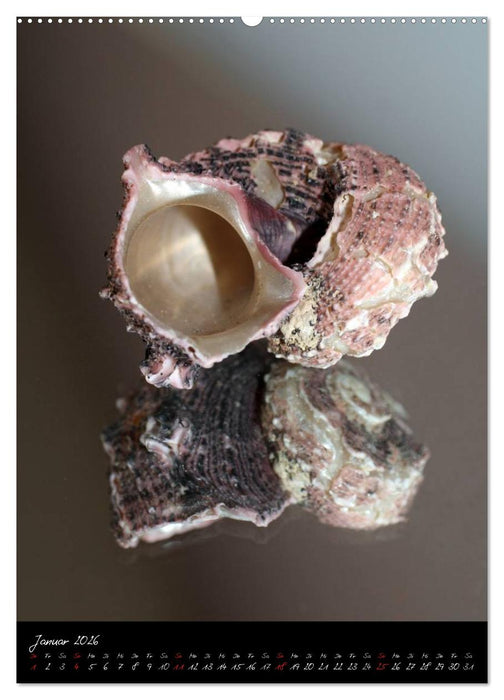 Muscheln und Schnecken (CALVENDO Wandkalender 2026)