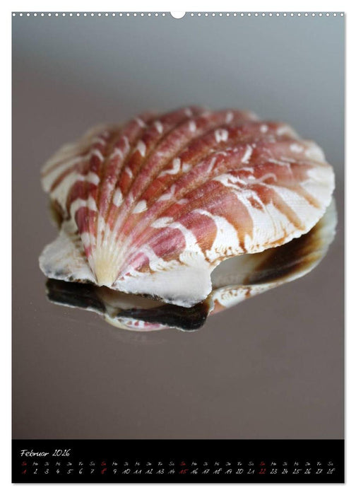 Muscheln und Schnecken (CALVENDO Wandkalender 2026)