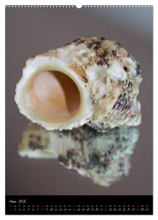Muscheln und Schnecken (CALVENDO Wandkalender 2026)
