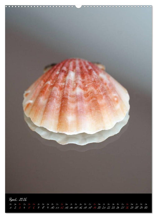Muscheln und Schnecken (CALVENDO Wandkalender 2026)