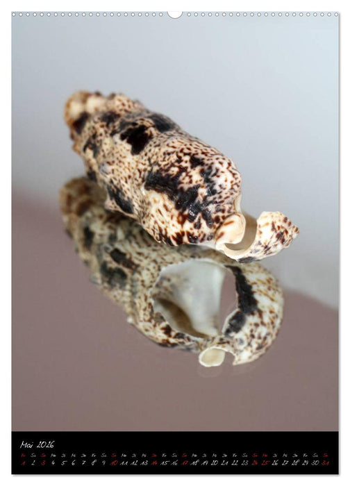 Muscheln und Schnecken (CALVENDO Wandkalender 2026)