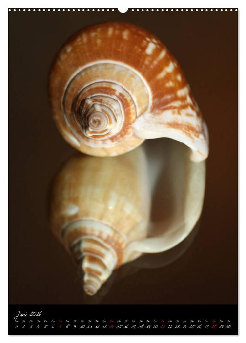 Muscheln und Schnecken (CALVENDO Wandkalender 2026)