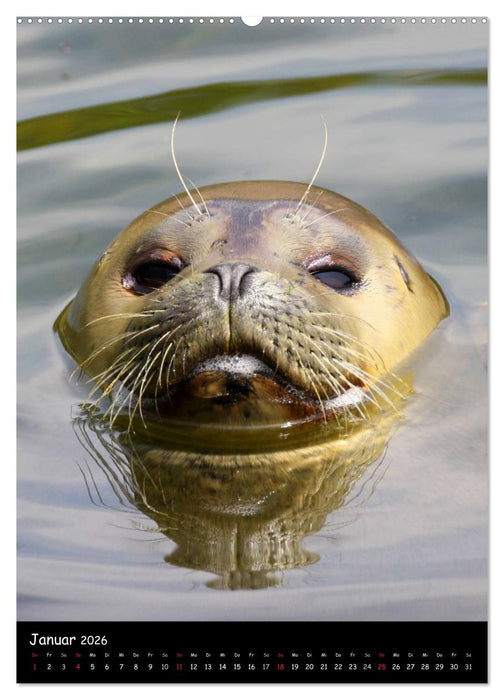 Robben (CALVENDO Wandkalender 2026)