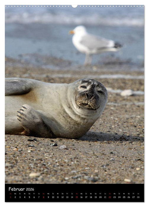 Robben (CALVENDO Wandkalender 2026)