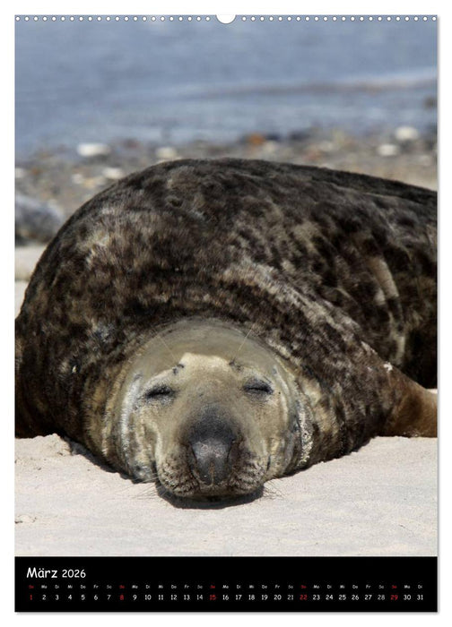Robben (CALVENDO Wandkalender 2026)