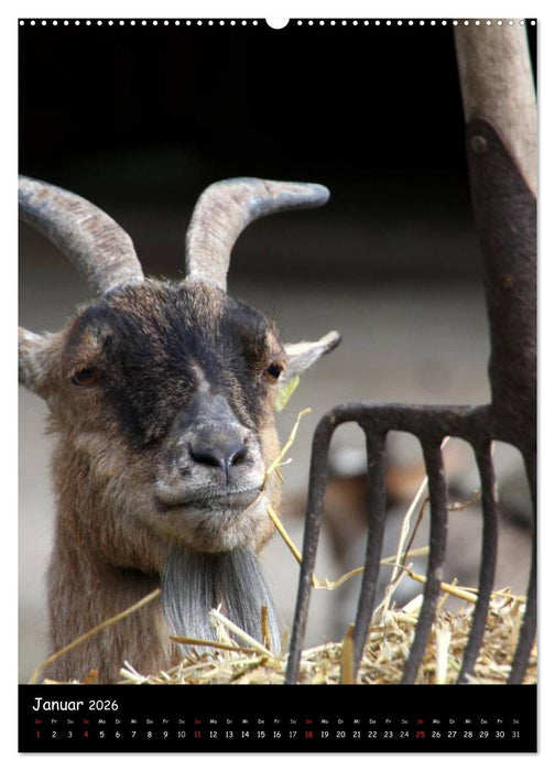 Ländliche Idylle (CALVENDO Premium Wandkalender 2026)