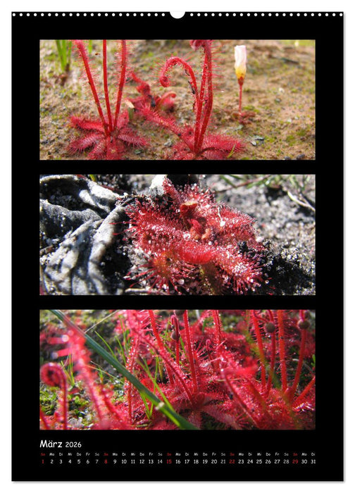 ZAUBERWELT DER BLUMEN - EISKRISTALLE & WASSERPERLEN (CALVENDO Wandkalender 2026)