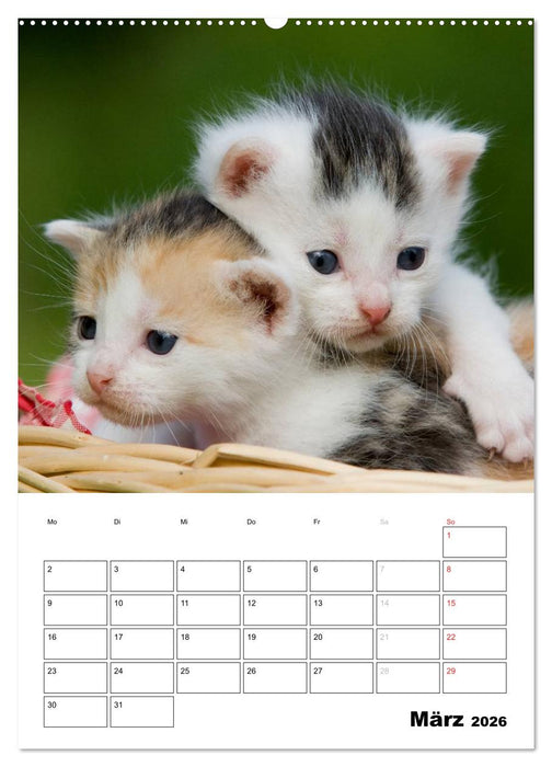 Katzenkinder - Impressionen (CALVENDO Wandkalender 2026)