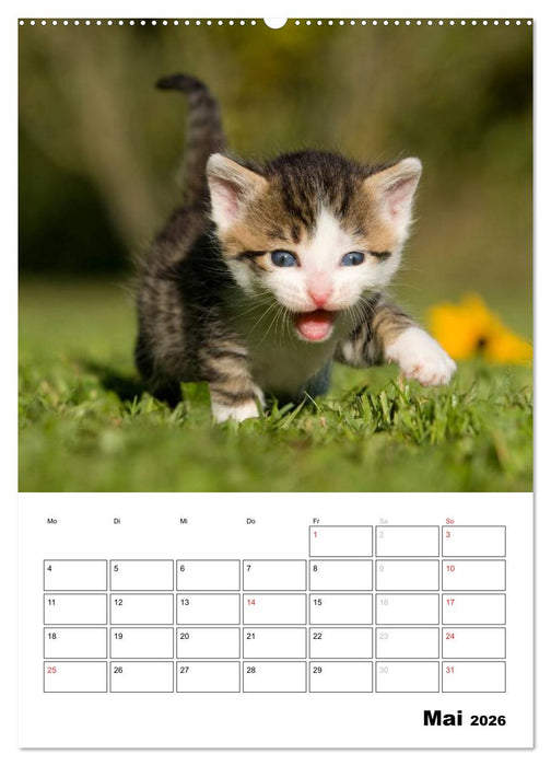 Katzenkinder - Impressionen (CALVENDO Wandkalender 2026)