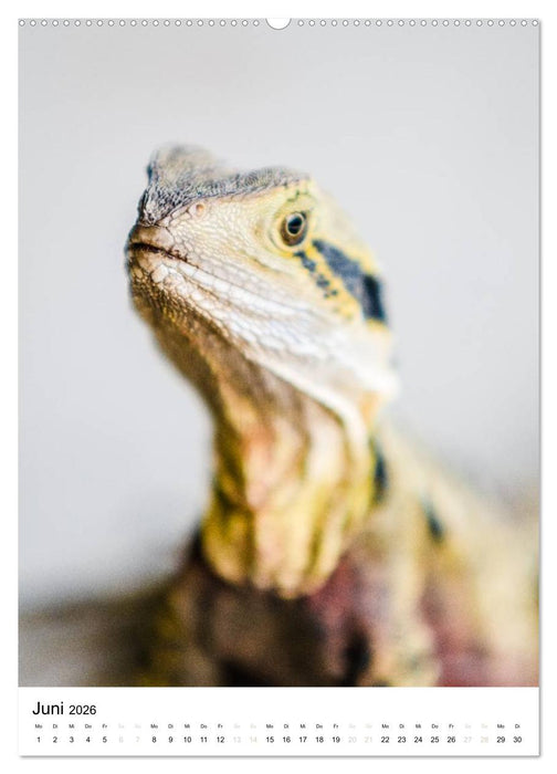 australian animals (CALVENDO Premium Wandkalender 2026)