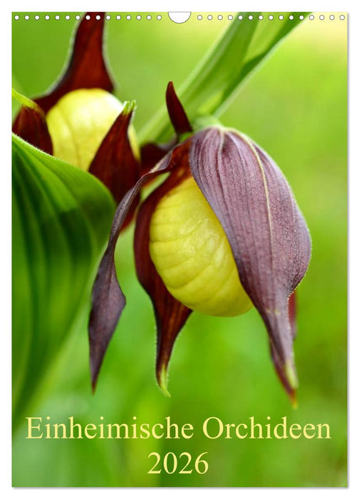 Einheimische Orchideen (CALVENDO Wandkalender 2026)