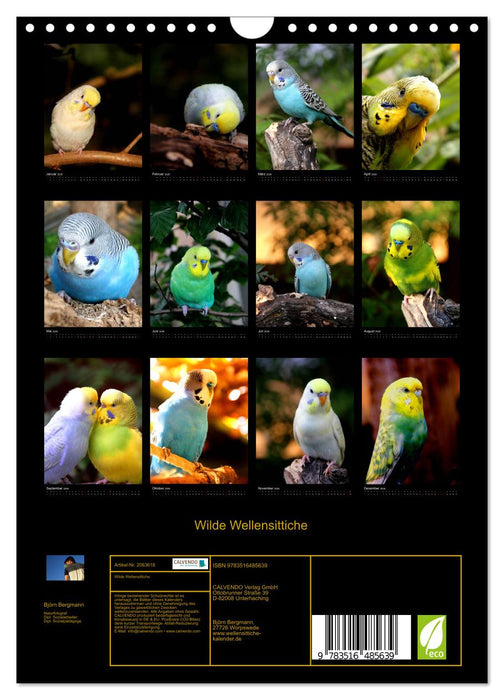 Wilde Wellensittiche (CALVENDO Wandkalender 2026)