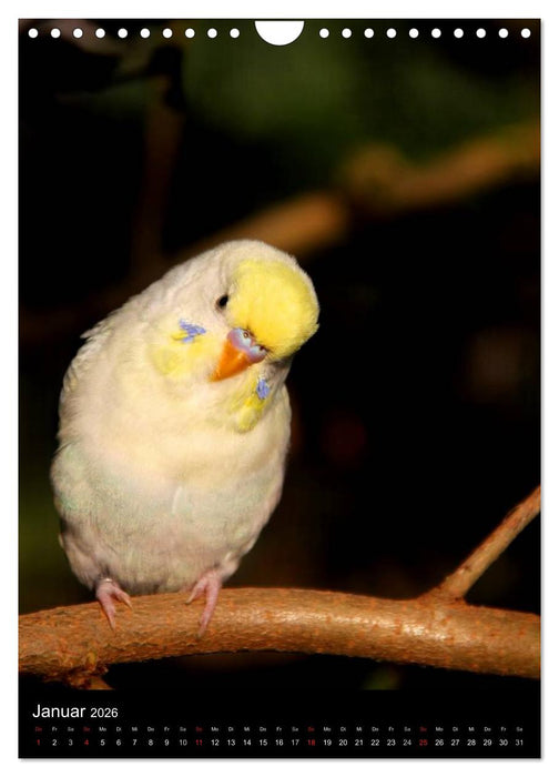 Wilde Wellensittiche (CALVENDO Wandkalender 2026)