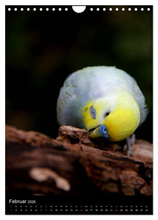 Wilde Wellensittiche (CALVENDO Wandkalender 2026)