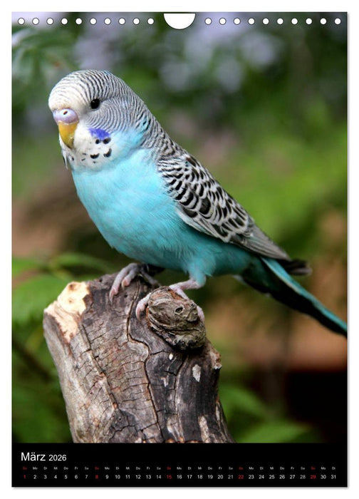 Wilde Wellensittiche (CALVENDO Wandkalender 2026)