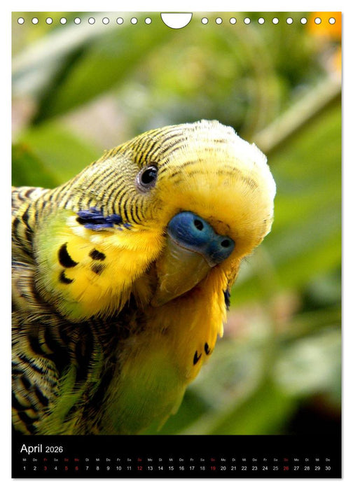 Wilde Wellensittiche (CALVENDO Wandkalender 2026)