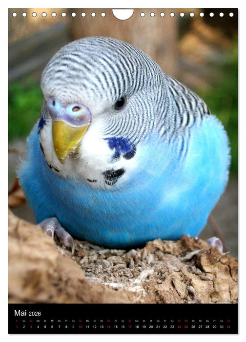 Wilde Wellensittiche (CALVENDO Wandkalender 2026)