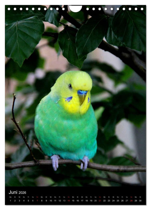 Wilde Wellensittiche (CALVENDO Wandkalender 2026)