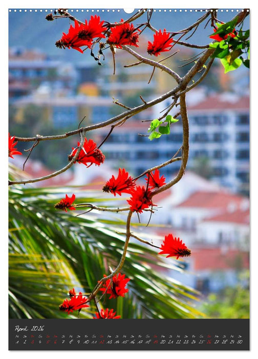 TENERIFFA (CALVENDO Premium Wandkalender 2026)