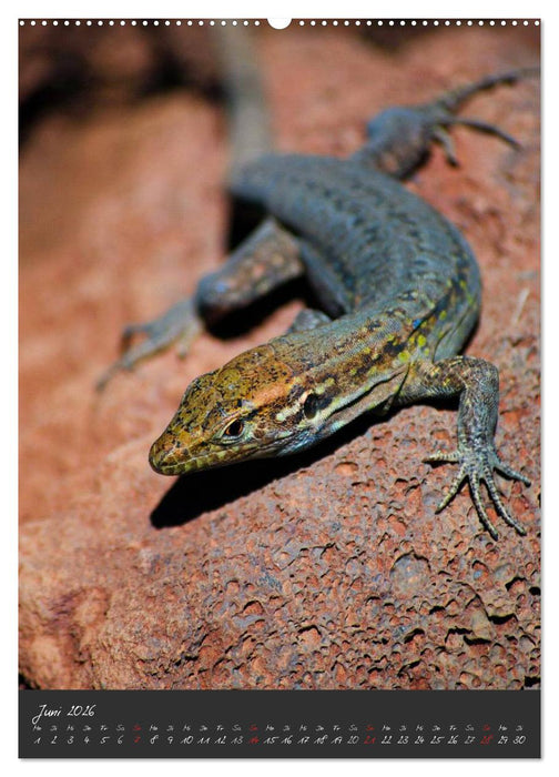 TENERIFFA (CALVENDO Premium Wandkalender 2026)