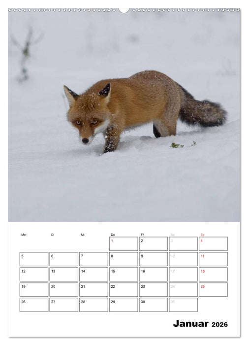 Rotfuchs - Impressionen (CALVENDO Wandkalender 2026)